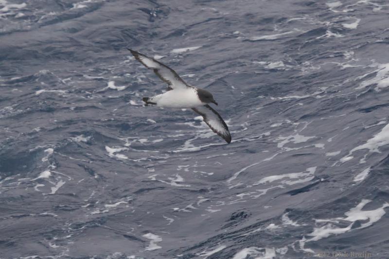 2012-03-30_13-51-15 (1).jpg - Cape (Pintado) Petrel   , Drake Passage